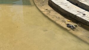 Βούρκος και ψόφια περιστέρια στα συντριβάνια του Ηρακλείου - Δείτε φωτογραφίες