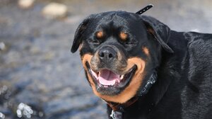 Εισέβαλε στο ψιλικατζίδικο με ροτβάιλερ, ζητώντας από τον υπάλληλο να του πιστώσει χρήματα για ηλεκτρονικό τζόγο 