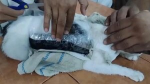 Κόστα Ρίκα: Γάτα «συνελήφθη» προσπαθώντας να περάσει ναρκωτικά σε φυλακές