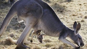 Σοκ στην Κύπρο για την υπόθεση με το τεμαχισμένο καγκουρό