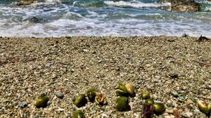 Όταν οι πολίτες ενώνουν δυνάμεις με την επιστήμη: Το θαύμα της Ποσειδωνίας στην πράξη!