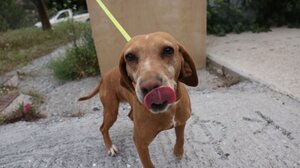 Στο Κυνοκομείο του Δήμου Ηρακλείου ο δήμαρχος - Εθελοντική στείρωση ζώων από κτηνίατρους 