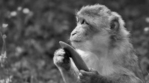 Νεαροί καπουτσίνοι απαγάγουν μωρά άλλων πιθήκων - Γιατί συμβαίνει αυτό