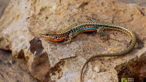 Συνέδριο με θέμα: Οικολογία και βιοποικιλότητα υπό την πίεση της κλιματικής αλλαγής