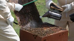 "Καμπάνα" σε Κρητικό που πήγε να καπνίσει τα μελίσσια του