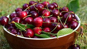 Γιατί η γάτα σας δεν πρέπει να τρώει κεράσια