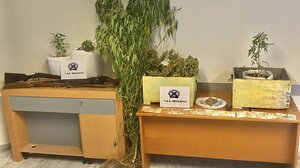 Δίπλα στα μελίσσια καλλιεργούσαν τα... δίμετρα δενδρύλλια χασίς!