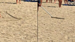 Φίδι «επισκέφτηκε» beach bar στη Χαλκιδική – Πανικός στην παραλία (video)