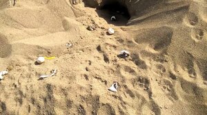 Hλεία: Οι πρώτες φωλιές Caretta – Caretta είναι γεγονός!