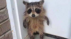 Ταλαιπωρημένο και βρεγμένο μωρό ρακούν "ζήτησε" βοήθεια στην πόρτα σπιτιού