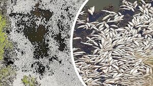 Χιλιάδες νεκρά ψάρια στην θάλασσα Νατζάφ του Ιράκ