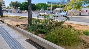 2.000 νέα φυτά στην πλατεία Ελευθερίας και στα παρτέρια πέριξ αυτής