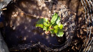 Δενδροφύτευση στο Δημοτικό Σχολείο Βασιλειών 
