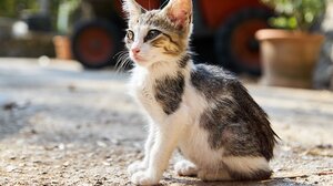 Διανομέας σκότωσε γατάκι με την μηχανή του, μπροστά στα μάτια περαστικών