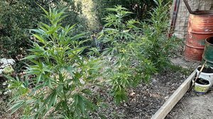 Ρέθυμνο: Συνελήφθη με δενδρύλλια κάναβης 60χρονος