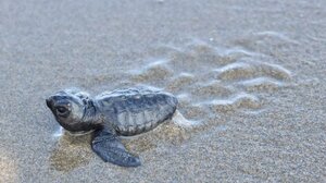 ΑΡΧΕΛΩΝ: Πώς έγινε πραγματικότητα η καταγραφή της Σποραδικής Ωοτοκίας θαλάσσιων χελωνών στην Ελλάδα