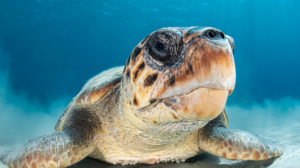 Αρχέλων: Μην ταΐζετε τις θαλάσσιες χελώνες, δεν είναι κατοικίδια!