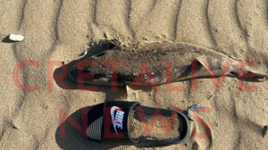 Aπό την Κρήτη ξεκινά το πρόγραμμα 1,5 εκατ. ευρώ για την αντιμετώπιση του λαγοκέφαλου