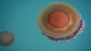 Επέστρεψαν οι μεσογειακές μέδουσες στις ελληνικές θάλασσες