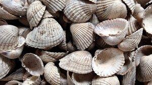 Ο μυστηριώδης «λάκκος» στον νεολιθικό οικισμό του Μακρυγιάλου Πιερίας