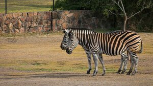 Βελιγράδι: Ζέβρα τραυμάτισε τρεις ανθρώπους στον ζωολογικό κήπο