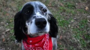 Χαλκιδική: Άγνωστος πυροβόλησε σκύλο μέσα σε σπίτι - Η έκκληση της οικογενείας