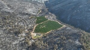 Πράσινο στην καμένη γη: Πώς ένας οπωρώνας γλίτωσε άθικτος από τον πύρινο όλεθρο