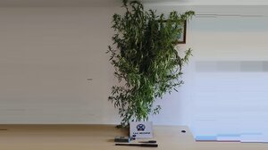 Μεσαρά: Χειροπέδες σε 40χρονο για τα δενδρύλλια και τους σπόρους κάνναβης