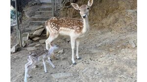 Γεννητούρια στο Μοναστήρι του Αγίου Παντελεήμονα στο Φόδελε!