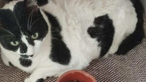 Η viral γάτα Chonkus Maximus αποδείχθηκε Maxima Queen και απέκτησε σπίτι!