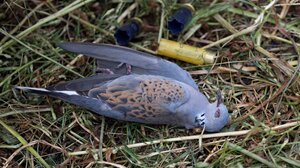 Ξεκινά η κυνηγετική περίοδος - Προβληματισμός για τα απειλούμενα είδη