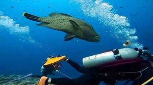 Ψάρι "Ναπολέων" πήρε στο κυνήγι δύτη για ένα σνακ... - Βίντεο