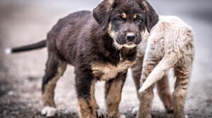  Δωρεάν στειρώσεις σε δεσποζόμενα ζώα συντροφιάς για ευπαθείς κοινωνικές ομάδες από τον Δήμο Χανίων