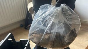 Βρετανία: Εντοπίστηκε ποντικός… μήκους 56 εκατοστών – Το πρόβλημα της χώρας με τα τρωκτικά