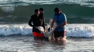 Μυτιλήνη: 4ήμερη μάχη για τη ζωή του Ορφέα, ενός νεαρού δελφινιού