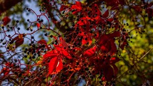 Νινγκσιά: Η «γοητευτική πρωτεύουσα λουλουδιών» της Κίνας