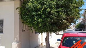 Στο "περίμενε" για να κόψουν το δέντρο 