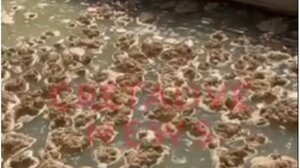 Αγία Πελαγία: Γέμισε ακαθαρσίες και αφρούς το κανάλι (βίντεο)