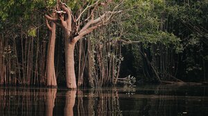 Το δάσος του Αμαζονίου υπέστη ακρωτηριασμό επιφάνειας ίσης με την έκταση της Ισπανίας