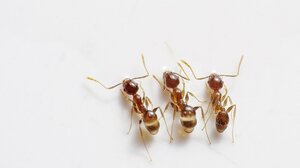 Μυρμήγκια στην κουζίνα: Πώς θα απαλλαγείτε από αυτά