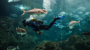 Podcast: Με τα μάτια στον βυθό της Μεσογείου!