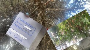“Κίνδυνος δυστυχήματος από δύο δέντρα στον Μασταμπά”
