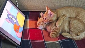 Χαριτωμένα γατάκια παρακολουθούν αγκαλιά "Τομ και Τζέρι"