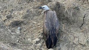 Διέσωσαν το γύπα που βρέθηκε εξαντλημένος, μέσα σε χαντάκι - Φωτογραφίες