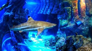 Η κλιματική αλλαγή καταστρέφει τα δόντια των καρχαριών!