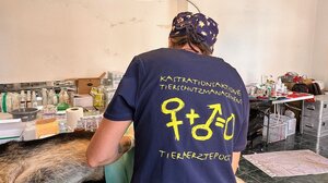 Νέα τριήμερη δράση δωρεάν στειρώσεων ζώων συντροφιάς στο Δήμο Μαλεβιζίου