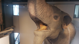 Γενική Συνέλευση κι εκλογές στον Σύλλογο "Φίλοι Μουσείου Φυσικής Ιστορίας" 