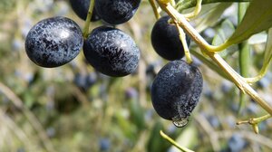 Ημερίδα για την προστασία και ανάδειξη της χοντρολιάς 