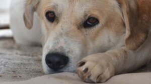 Θεσσαλονίκη: Κρατούσε δεμένα με αλυσίδα 14 σκυλιά και μια γάτα σε κλουβί