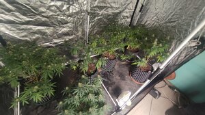 Ηράκλειο: Συνελήφθη 65χρονος για καλλιέργεια και κατοχή κάνναβης